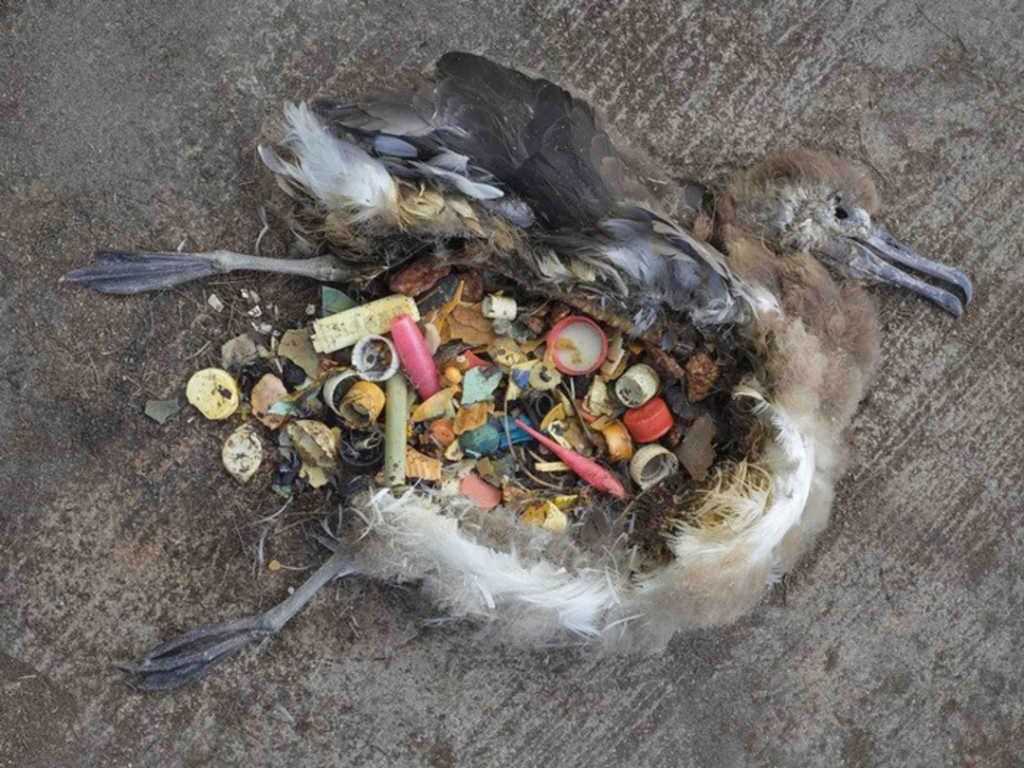 ave morreu com plásticos no estômago